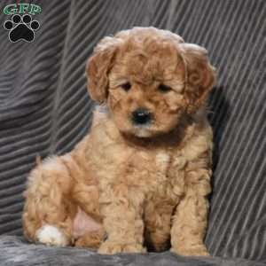 Maleah, Cavapoo Puppy